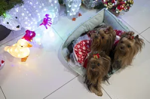 Yorkshire Terrier - zdjęcie 114
