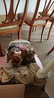 Yorkshire Terrier - zdjęcie 115