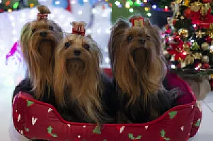 Yorkshire Terrier - zdjęcie 118