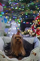 Yorkshire Terrier - zdjęcie 119
