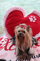 Yorkshire Terrier - zdjęcie 120