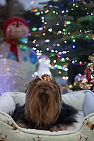 Yorkshire Terrier - zdjęcie 121