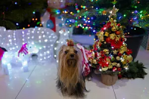 Yorkshire Terrier - zdjęcie 122