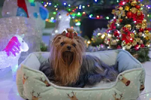 Yorkshire Terrier - zdjęcie 123