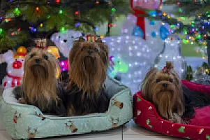 Yorkshire Terrier - zdjęcie 124