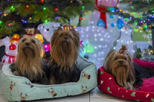 Yorkshire Terrier - zdjęcie 125