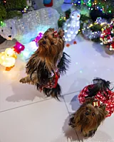 Yorkshire Terrier - zdjęcie 126