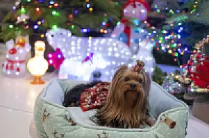 Yorkshire Terrier - zdjęcie 127