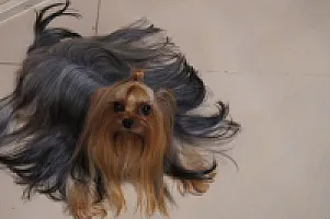 Yorkshire Terrier - zdjęcie 129