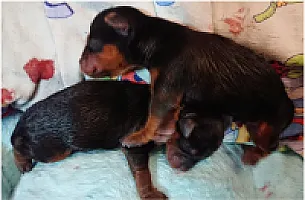 Yorkshire Terrier - zdjęcie 131
