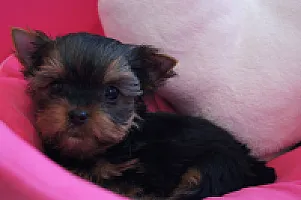 Yorkshire Terrier - zdjęcie 132