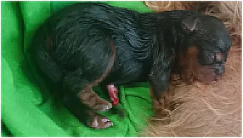 Yorkshire Terrier - zdjęcie 133