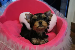 Yorkshire Terrier - zdjęcie 134