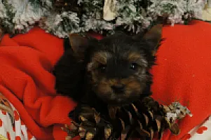 Yorkshire Terrier - zdjęcie 135