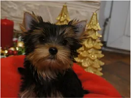 Yorkshire Terrier - zdjęcie 136
