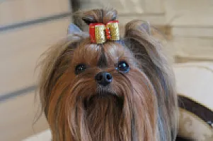 Yorkshire Terrier - zdjęcie 137