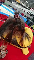 Yorkshire Terrier - zdjęcie 138