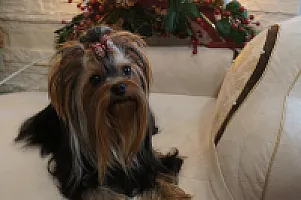 Yorkshire Terrier - zdjęcie 139
