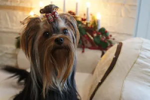 Yorkshire Terrier - zdjęcie 140