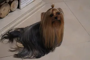Yorkshire Terrier - zdjęcie 141