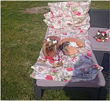 Yorkshire Terrier - zdjęcie 142