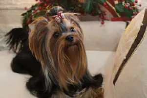 Yorkshire Terrier - zdjęcie 143