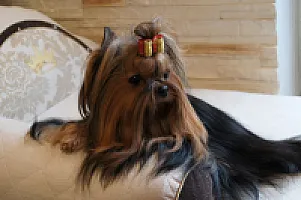 Yorkshire Terrier - zdjęcie 144