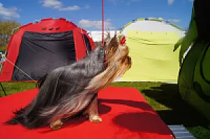Yorkshire Terrier - zdjęcie 145