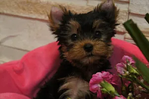Yorkshire Terrier - zdjęcie 146