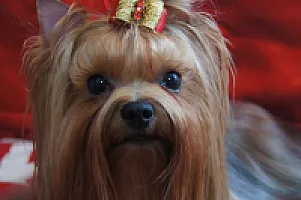 Yorkshire Terrier - zdjęcie 148