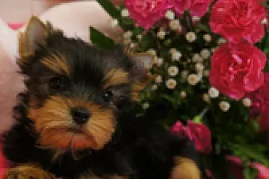 Yorkshire Terrier - zdjęcie 149