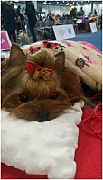 Yorkshire Terrier - zdjęcie 150