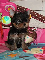 Yorkshire Terrier - zdjęcie 151
