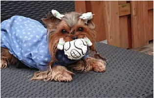 Yorkshire Terrier - zdjęcie 153