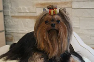 Yorkshire Terrier - zdjęcie 154