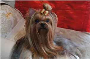 Yorkshire Terrier - zdjęcie 155