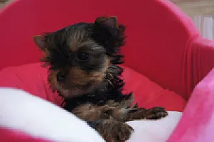 Yorkshire Terrier - zdjęcie 156