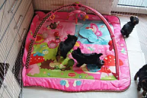 Yorkshire Terrier - zdjęcie 157