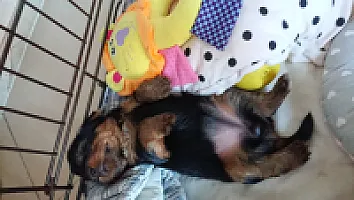 Yorkshire Terrier - zdjęcie 159