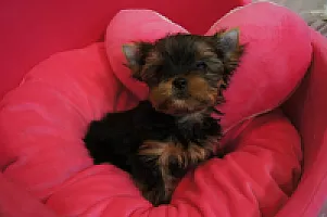 Yorkshire Terrier - zdjęcie 160