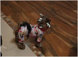 Yorkshire Terrier - zdjęcie 161