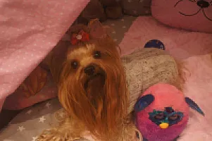 Yorkshire Terrier - zdjęcie 162