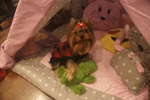 Yorkshire Terrier - zdjęcie 163