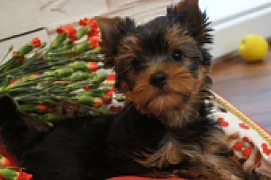 Yorkshire Terrier - zdjęcie 164