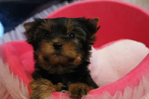Yorkshire Terrier - zdjęcie 165