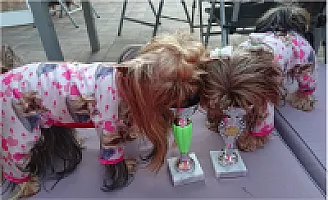 Yorkshire Terrier - zdjęcie 166