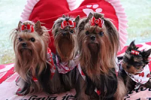 Yorkshire Terrier - zdjęcie 167