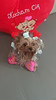 Yorkshire Terrier - zdjęcie 171