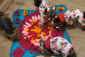 Yorkshire Terrier - zdjęcie 172