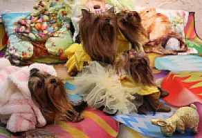 Yorkshire Terrier - zdjęcie 173